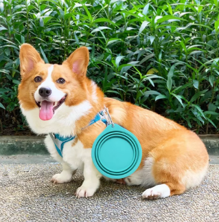 Collapsible Dog Bowl – Portable 350ml Silicone Travel Dish for Food & Water